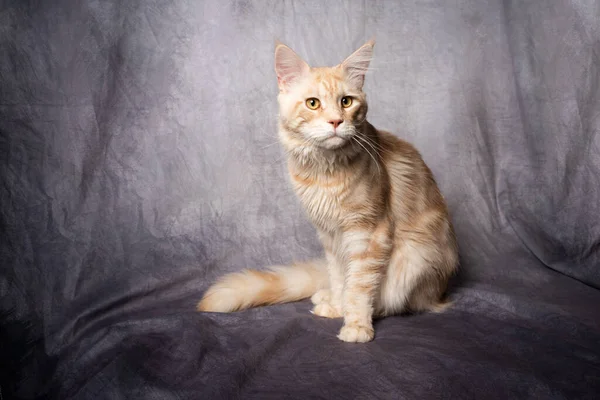 Gengibre maine casulo gato estúdio retrato com cópia espaço — Fotografia de Stock