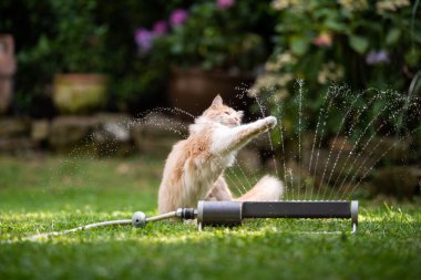 Bahçede su fıskiyesiyle oynayan meraklı kedi.