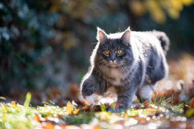 Sonbaharda sinsi sinsi Maine Rakun Kedisi