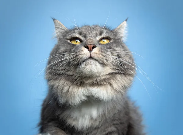 Retrato divertido gato curioso en el cielo azul —  Fotos de Stock