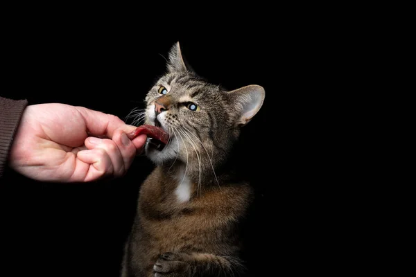 hand feeding tabby cat with raw beef on black background