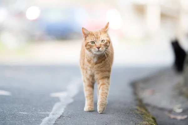 Ingwerkatze läuft die Straße entlang — Stockfoto