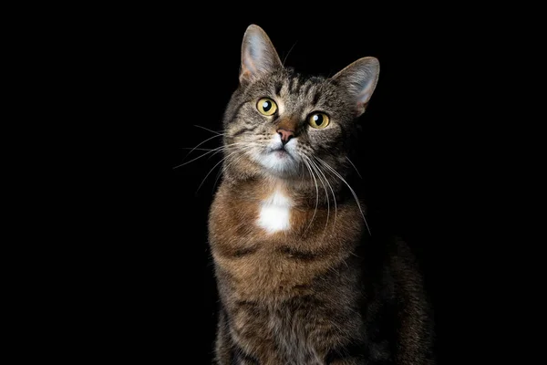 Tabby katt porträtt på svart bakgrund — Stockfoto