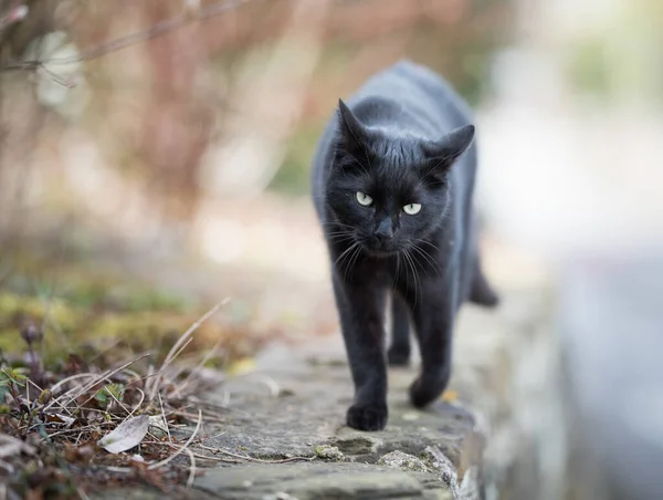 Schwarze Katze geht auf Wandbild auf Kamera zu — Stockfoto