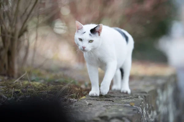 Weiße Katze läuft auf Bordstein — Stockfoto