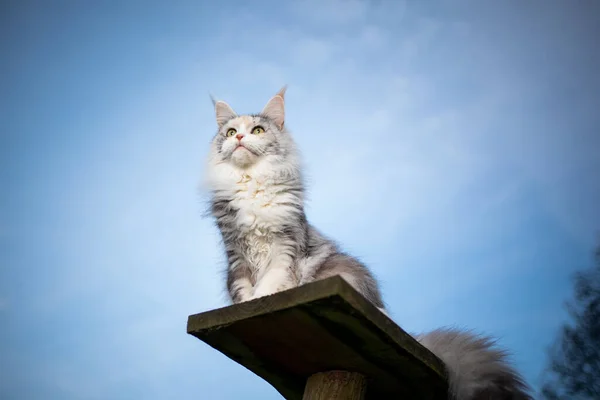 Котяча кішка, що сидить на дерев'яній дошці, дивлячись на вигляд — стокове фото