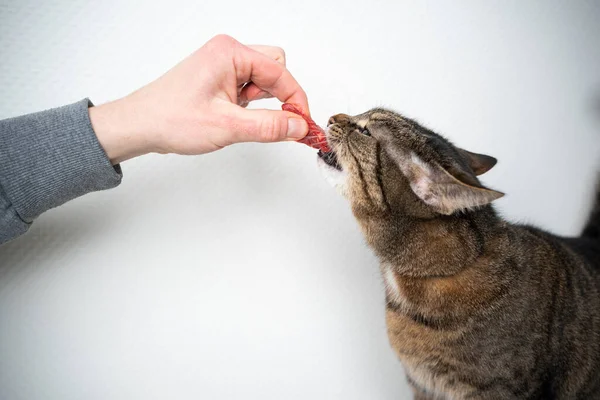 hand feeding cat with raw meat