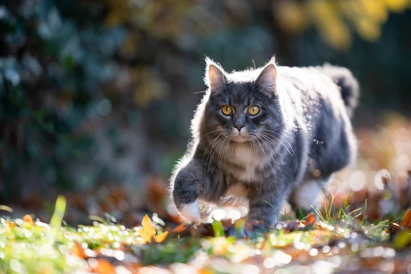 Grasujący maine coon kot jesienią — Zdjęcie stockowe