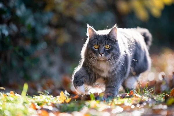 Prowling maine coon cat no outono — Fotografia de Stock