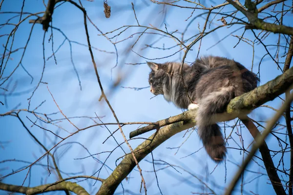 Kočka sedí na větvi holého stromu — Stock fotografie