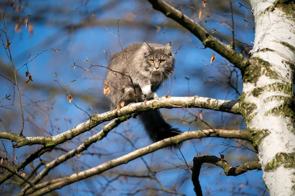 파란 하늘높은 나무에 오르는 호기심많은 고양이 — 스톡 사진