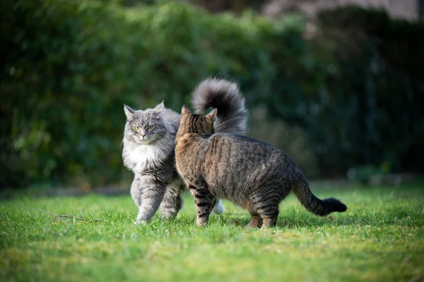 Two cats meeting outdoors in the back yard — Stock Photo, Image