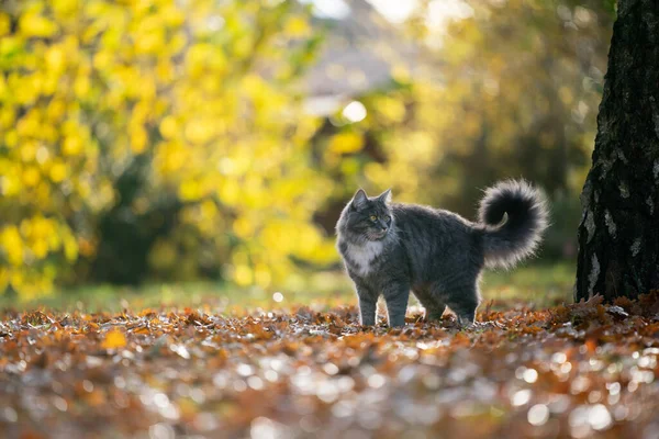 Maine coon chat debout sur les feuilles d'automne à l'extérieur — Photo