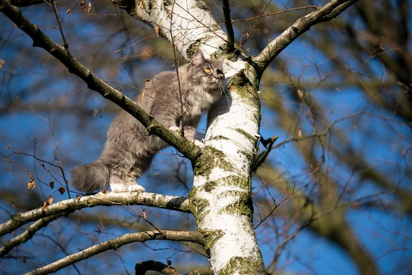 Gato curioso escalada na árvore alta no céu azul — Fotografia de Stock