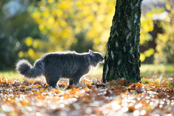 Γάτα μυρίζοντας δέντρο σε εξωτερικούς χώρους στη φύση — Φωτογραφία Αρχείου