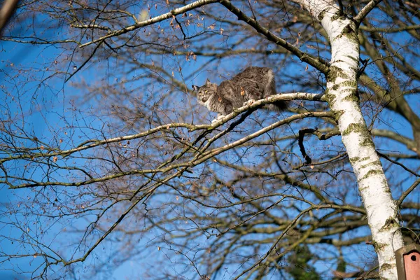 Gato curioso escalada na árvore alta no céu azul — Fotografia de Stock