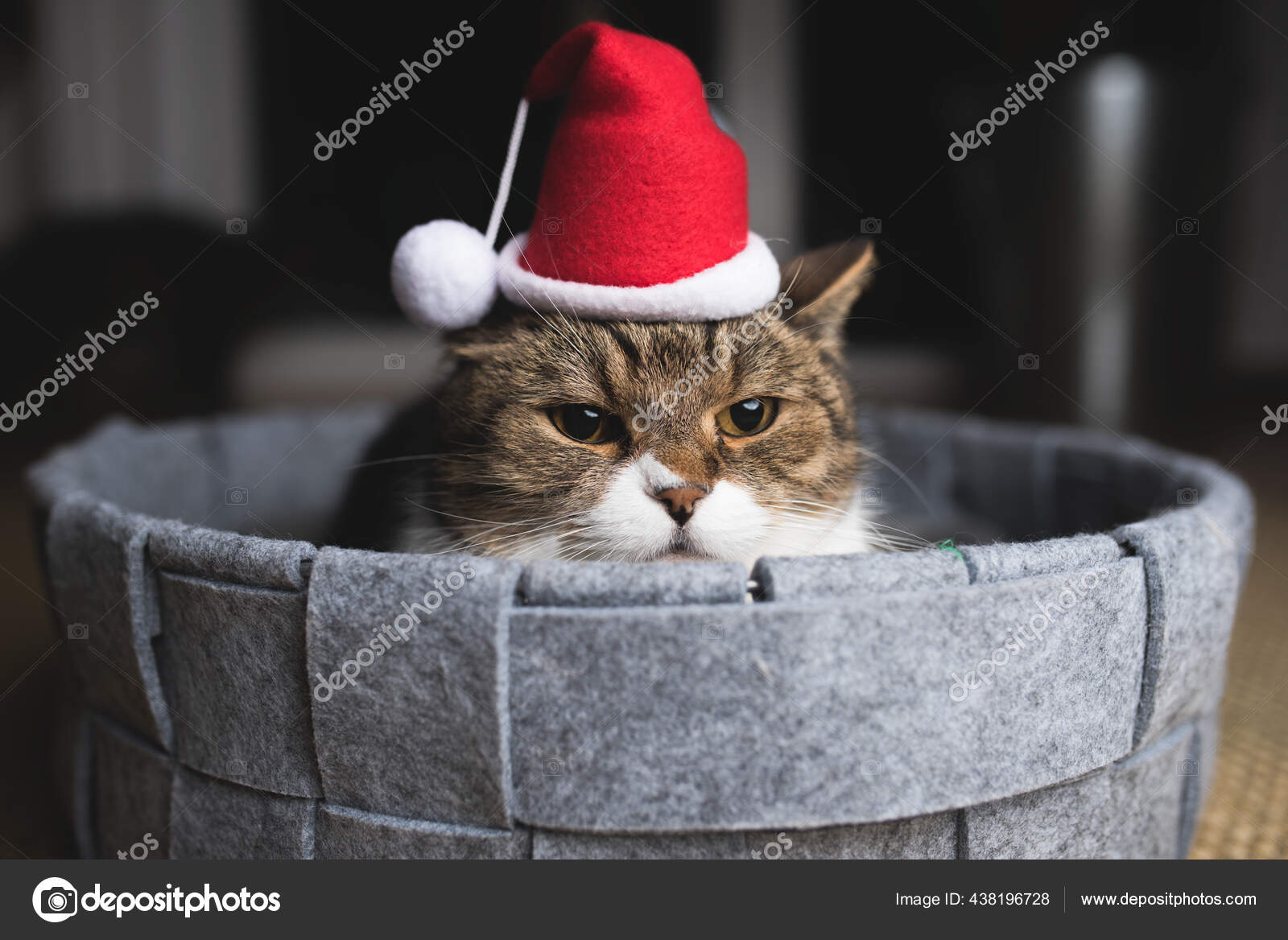 Portrait of grumpy cat wearing santa hat for christmas Stock Photo FurryFritz 438196728