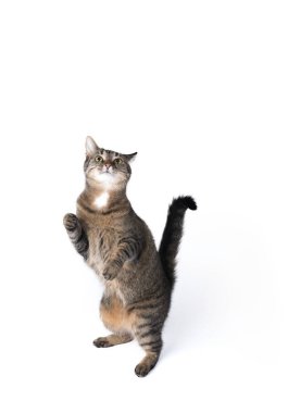 Tekir kedi beyaz arka planda yükseliyor