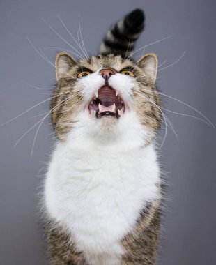 Tekir beyaz kedi miyavlıyor