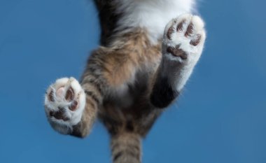 kedi arka pençeleri cam alt görünüm mavi arkaplan