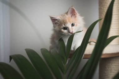 Maine Rakun Yavrusu Palmiye bitkisiyle tırmalama direğinde