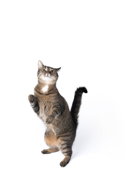 tabby cat rearing up on white background