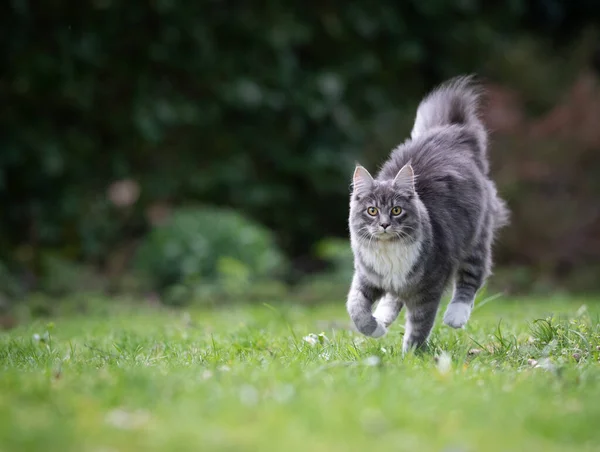 Maine coon gato correndo na grama olhando — Fotografia de Stock