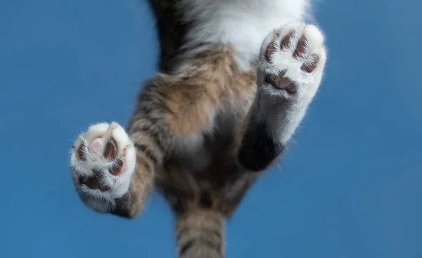 Γάτας πίσω πόδια σε γυαλί κάτω όψη σε μπλε φόντο — Φωτογραφία Αρχείου