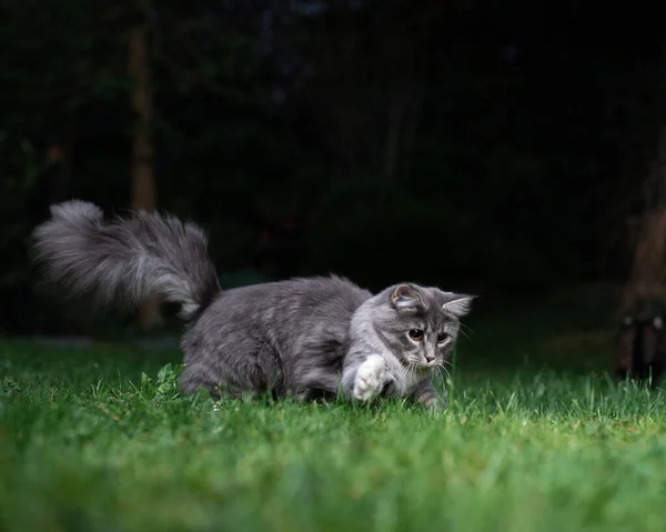 Maine Coon Katze jagt nachts im Freien — Stockfoto