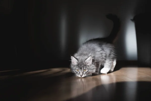 Maine coon kitten smelling floor in sunlight — стоковое фото