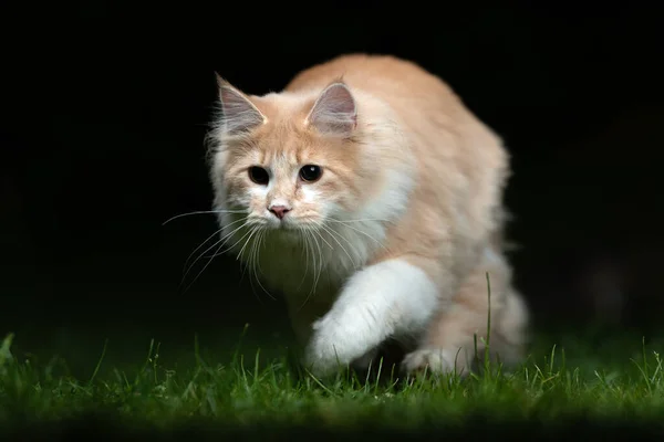 Maine coon cat hunting outdoors at night — Stock Photo, Image