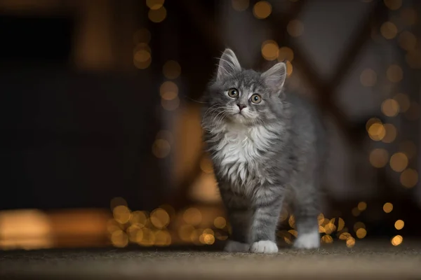 Maine coon kattunge jul ljus bokeh porträtt — Stockfoto