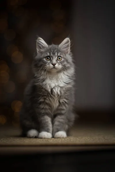Maine coon gatito navidad luz bokeh retrato — Foto de Stock