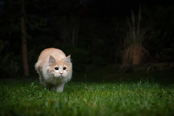Maine casulo gato caça ao ar livre à noite — Fotografia de Stock