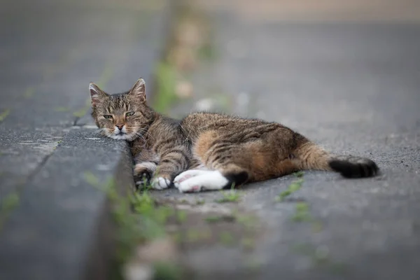 猫在人行道上休息 — 图库照片