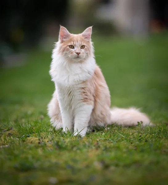 Creme branco maine casulo gato sentado na grama no jardim — Fotografia de Stock