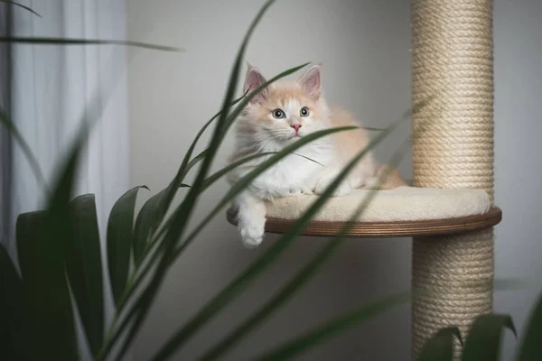 Maine coon chaton sur le poteau à gratter avec palmier — Photo