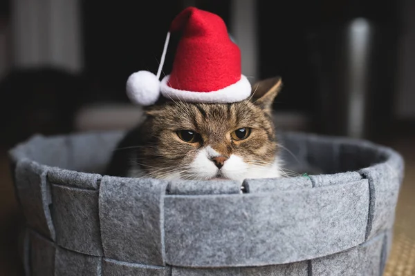 Portrét nevrlé kočky v Santově klobouku k Vánocům — Stock fotografie