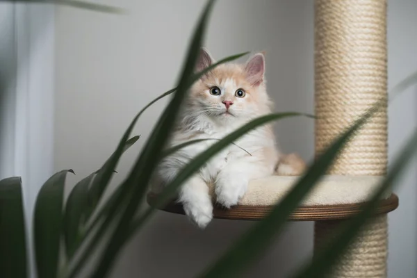 Maine coon gatinho no posto de coçar com palmeira planta — Fotografia de Stock