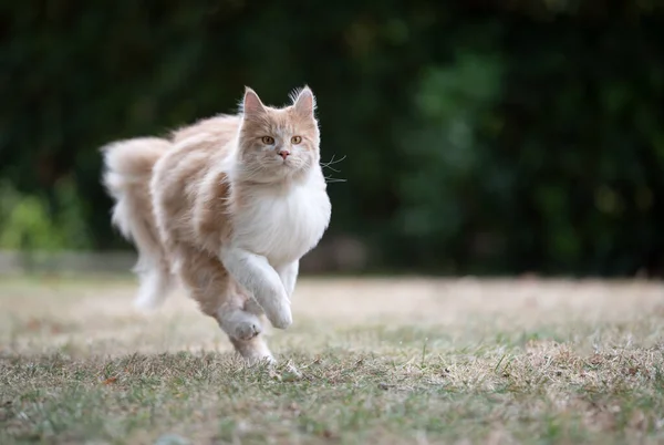 Maine coon gato correndo na grama seca — Fotografia de Stock