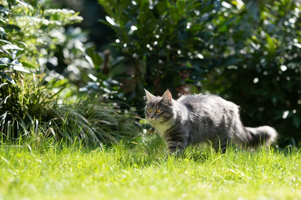 Curioso maine coon gato en soleado jardín — Foto de Stock