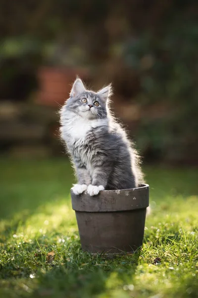 Мейн-кун котенок внутри цветочного горшка в саду — стоковое фото