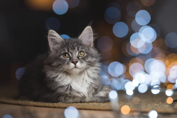 Maine coon chaton bokeh lumières portrait de Noël — Photo