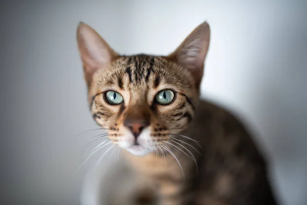 Ritratto di gatto bengala di 6 mesi — Foto Stock