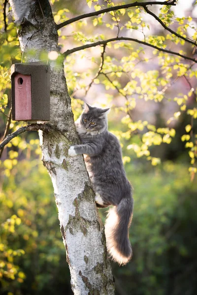 새 집과 함께 자작나무 위를 오르는 고양이 사냥꾼 — 스톡 사진