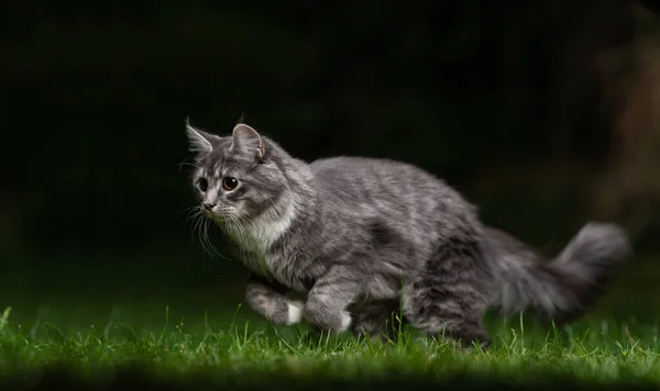 Maine coon gato caza al aire libre en la noche —  Fotos de Stock