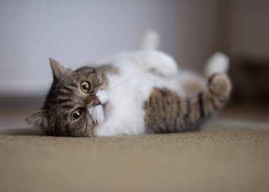 Tembel İngiliz kısa hava kedisi sırt üstü yatıyor