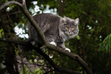 tırmanan kedi dalda dengede duruyor