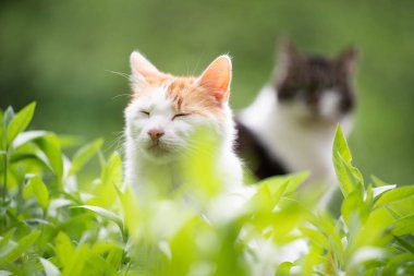 İki kedi dışarıda bitki yatağında dinleniyor.