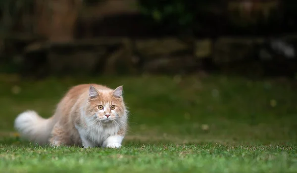 Herumstreifende Katze im Freien geht tiefer — Stockfoto